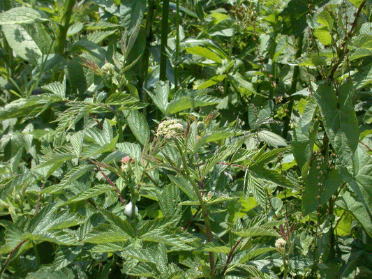 Filipendula ulmaria - Moerasspiraea