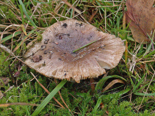 Russula pectinoides - Onsmakelijke kamrussula