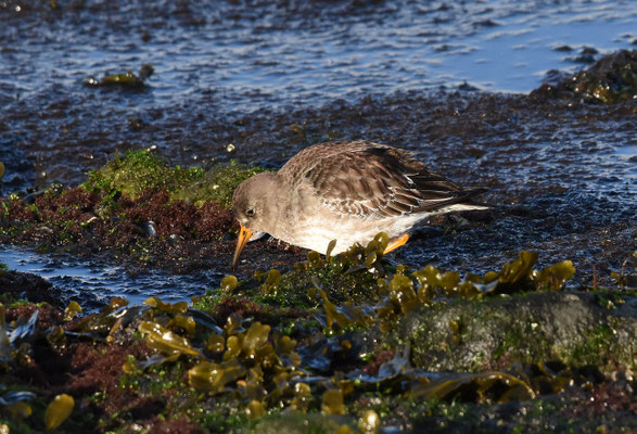 Paarse strandloper