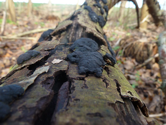 Annulohypoxylon (Hypoxylon) multiforme - Vergroeide kogelzwam