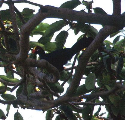 Violet Turaco
