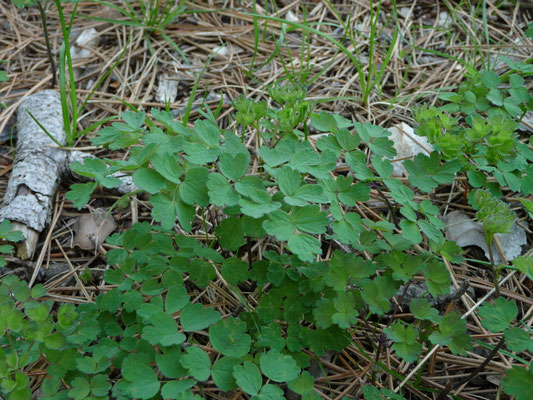 Thalictrum aquilegifolium - Akeleiruit