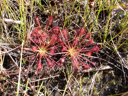 Drosera intermedia - Kleine zonnedauw