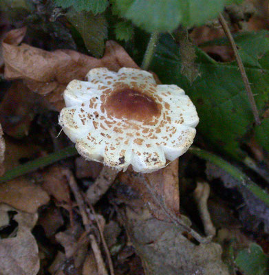 Lepiota cristata - Stinkparasolzwam