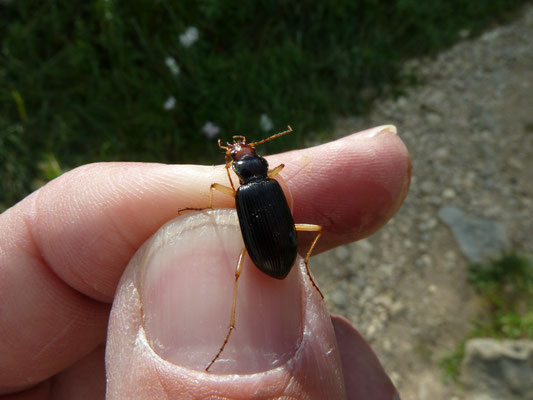 Nebria picicornis
