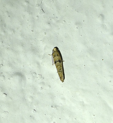 Pseudococcyx tessulatana - Cipresbladroller
