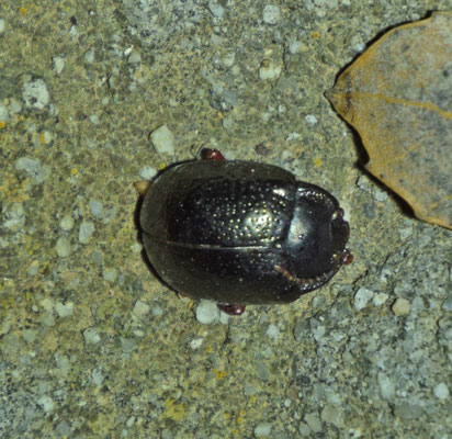 Chrysolina haemoptera - Hottentottenhaantje
