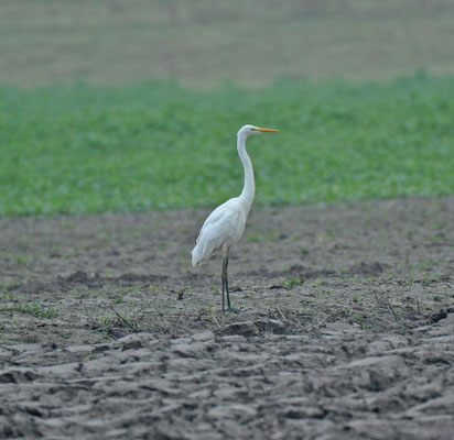 Grote zilverreiger