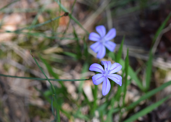 Aphyllantes monspeliensis