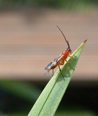 Cremnops desertor
