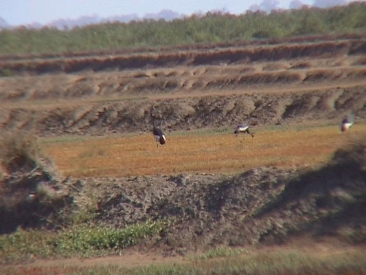 Balearica pavonina - Black-crowned Crane