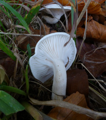 Hygrophorus eburneus - Ivoorzwam