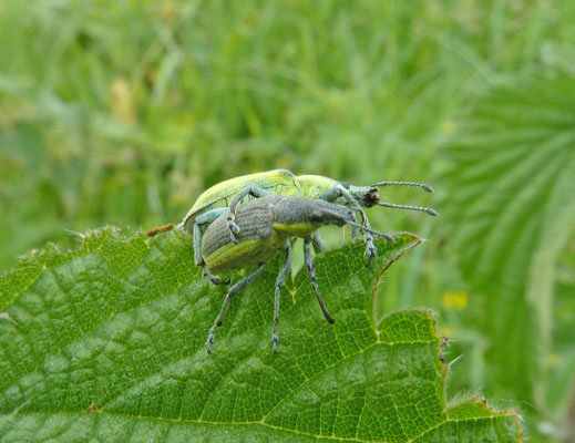 Chlorophanus viridis - Groene distelsnuitkever