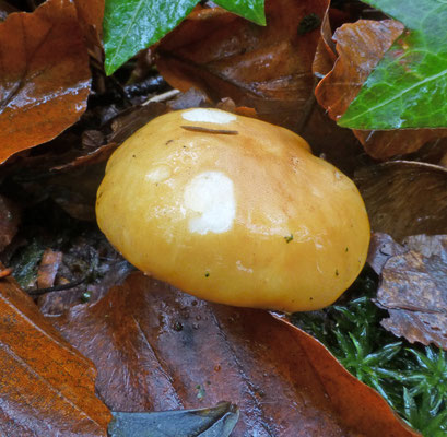 Russula risigallina - Abrikozenrussula