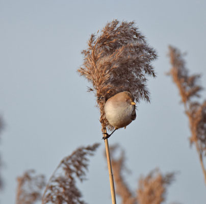 Baardmannetje