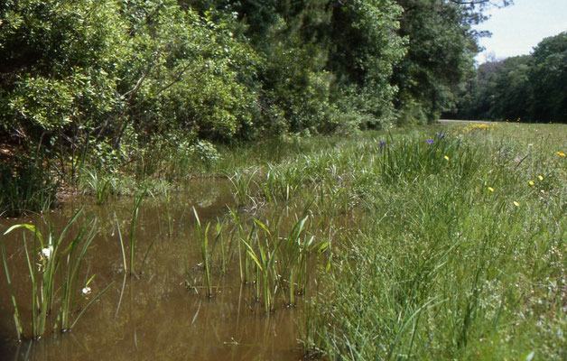 Big Thicket