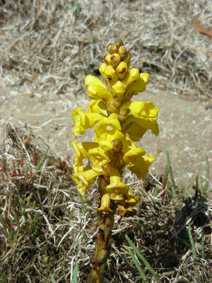 Cistanche phelypaea