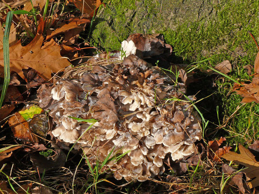 Grifola frondosa - Eikhaas