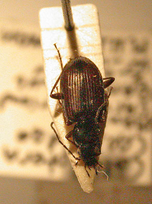 Agonum thoreyi var. puellum