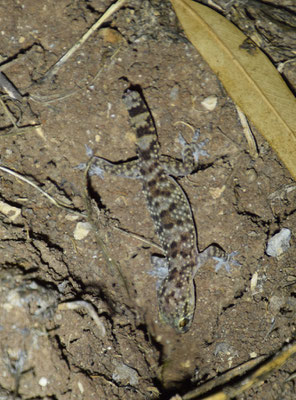 Hemidactylus turcicus