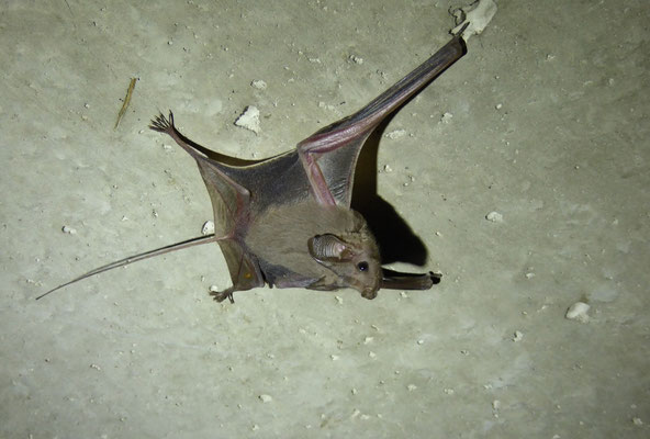 Greater Mouse-tailed Bat (Rhinopoma microphyllum)