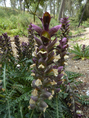 Acanthus spinosus