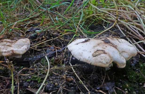 Calocybe gibbosa - Voorjaarspronkridder