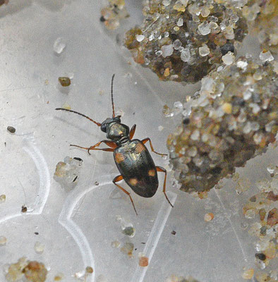 Bembidion quadrimaculatum - Viervlekpriemkever