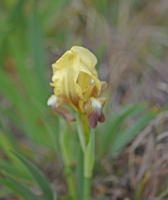 Iris suaveolens