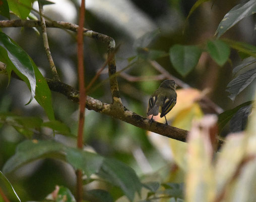 Yellow-margined Flycatcher