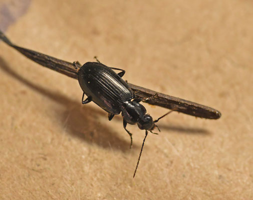 Agonum gracile - Veenmossnelloper