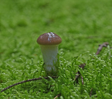 Slijmige spijkerzwam