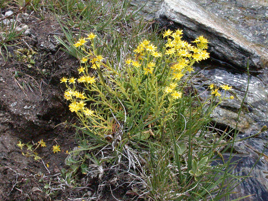 Sedum rupestre