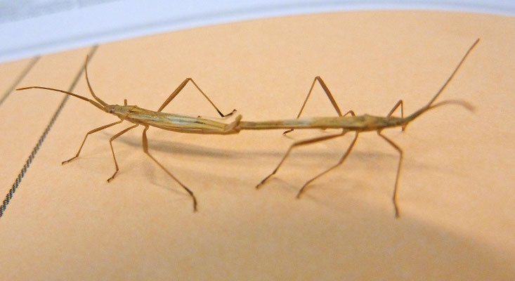 Notostira elongata - Bruine Graswants