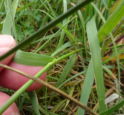 Elymus repens - Kweek