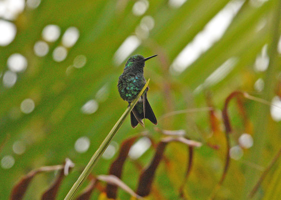 Blue-tailed Emerald