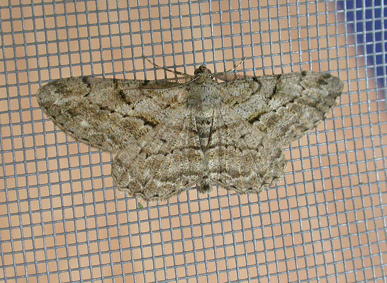 Peribatodes rhomboidaria - Taxusspikkelspanner
