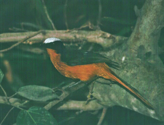 Cossypha albicapilla - White-crowned Robin-Chat