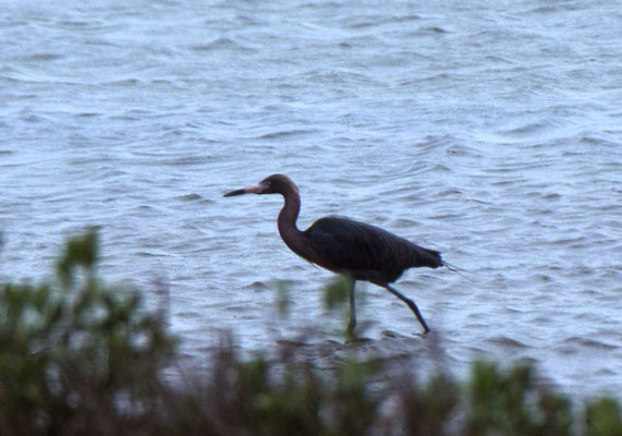 Reddish Egret