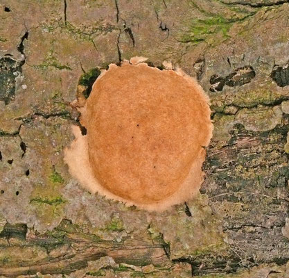 Phellinus ferreus - Langsporige korstvuurzwam