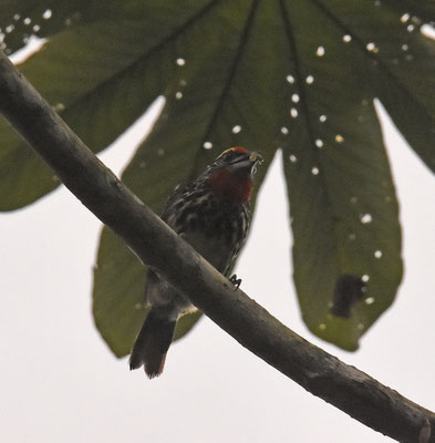 Black-spotted Barbet