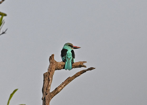 Halcyon malimbica - Blue-breasted Kingfisher