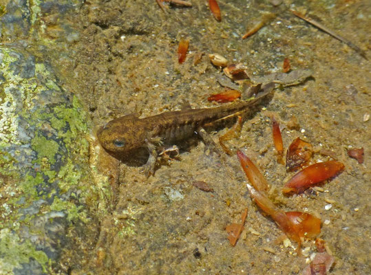 Euproctus montanus