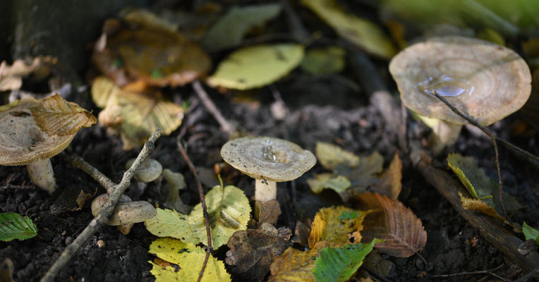 Lactarius circellatus - Haagbeukmelkzwam