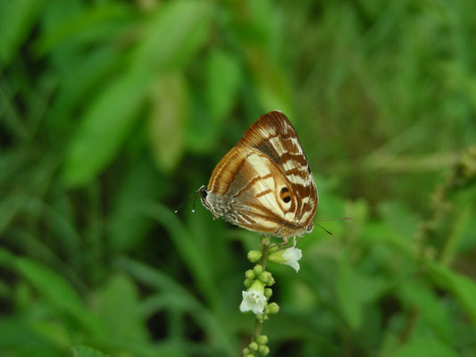Leptotes cassius