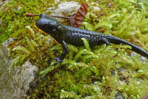 Salamandra salamandra bernardezi