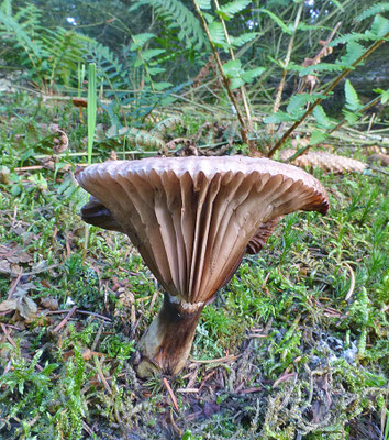 Gomphidius glutinosus - Slijmige spijkerzwam