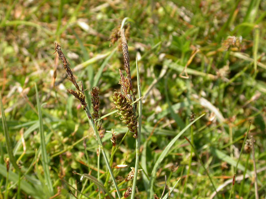 Carex oederi oederi - Dwergzegge