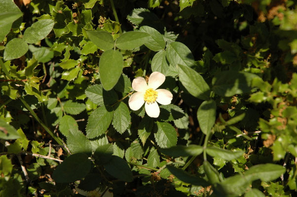Rosa sempervirens