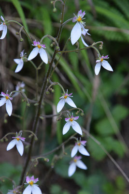 Saxifraga stolonifera